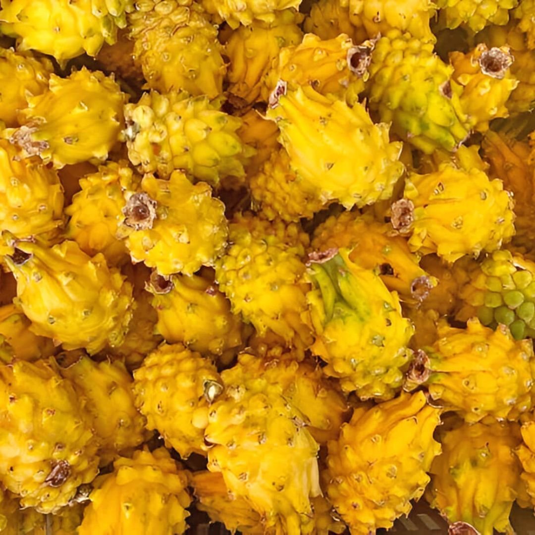 Dragon Fruit Yellow / Pithaya Yellow - Image 2