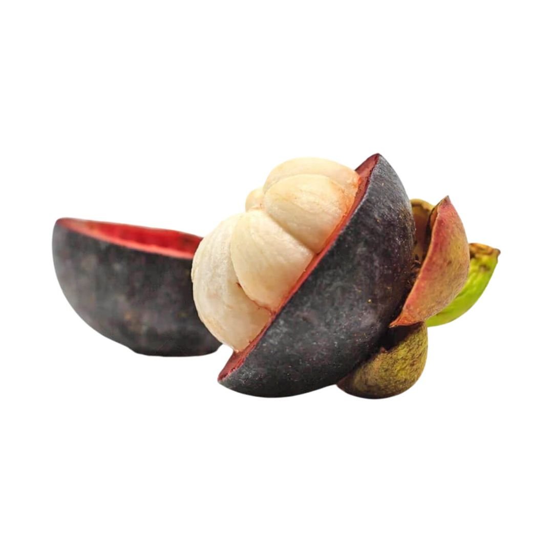 Mangosteen Jumbo - Image 2